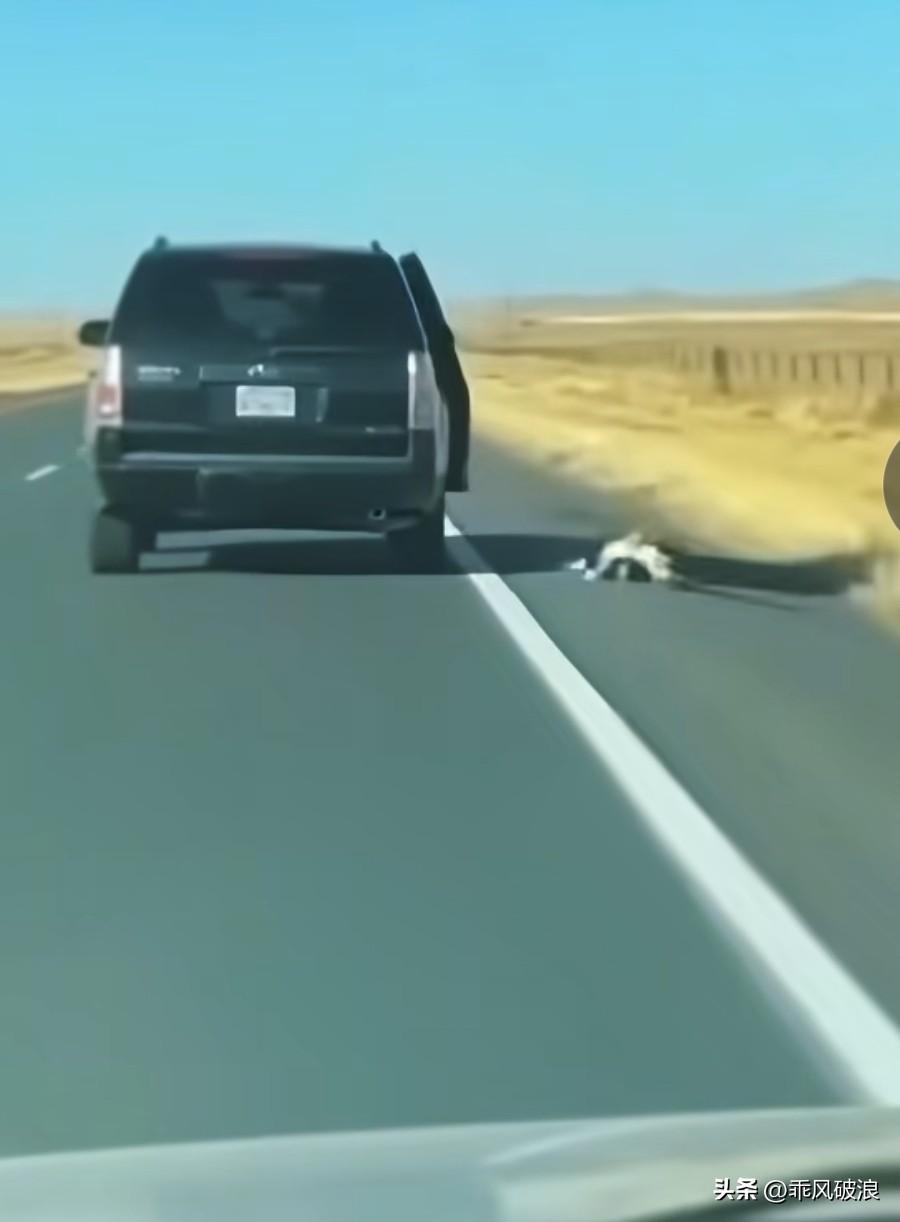 主人将狗狗带到荒无人烟的沙漠地带，打开车门把它推了下去。狗狗做梦也没想到主人会如