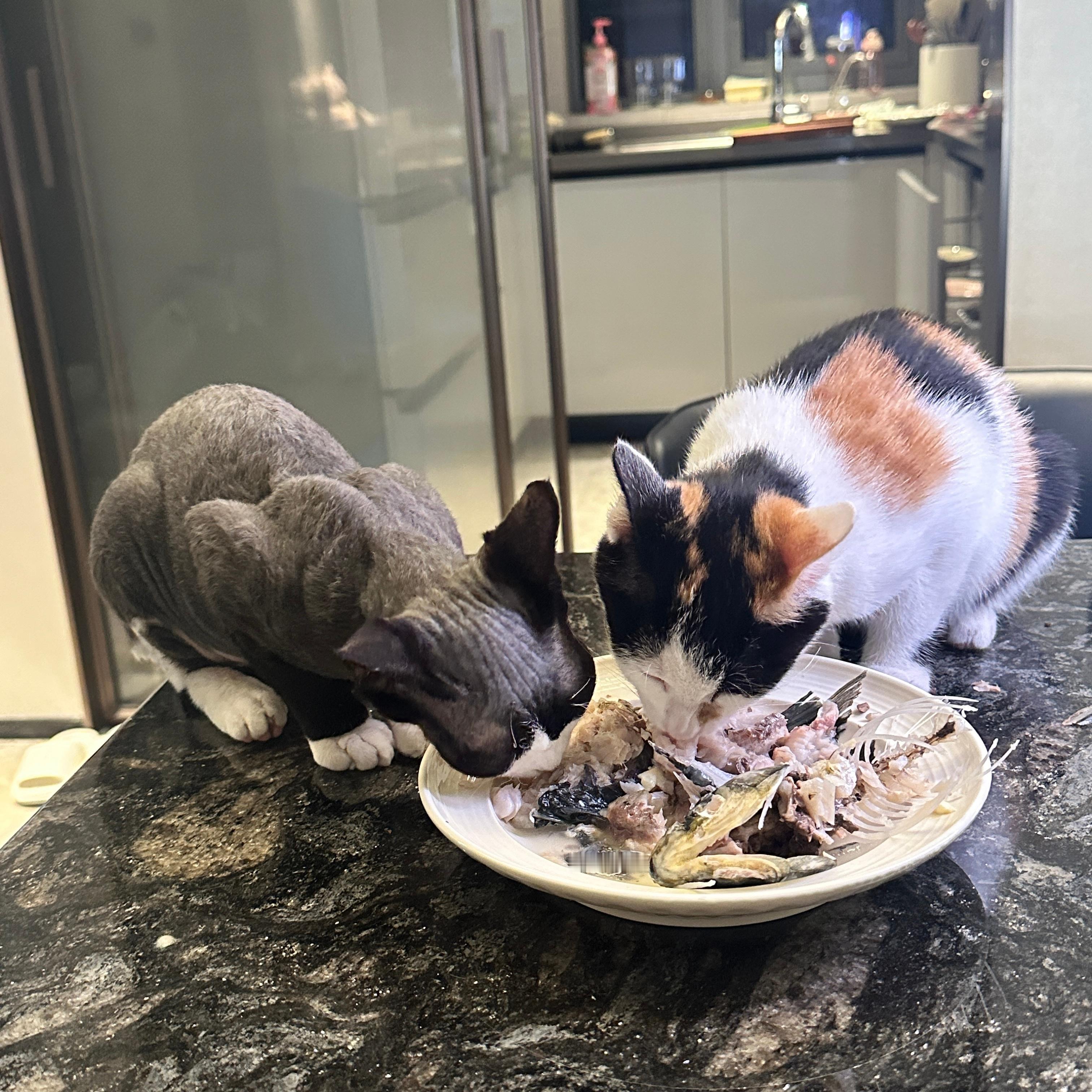 猫猫会不会晕主食吖🤓 ​​​