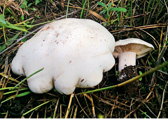 每天一条冷知识 正宗的“口蘑”，是内蒙古地区著名的珍稀野生食用菌蒙古口蘑（学名蒙