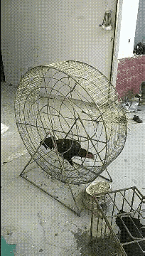 这个玩具猴子在圈外也能行走自如！
鸡在圈内有苦难言。
这也是一个跑步（鸡）机！