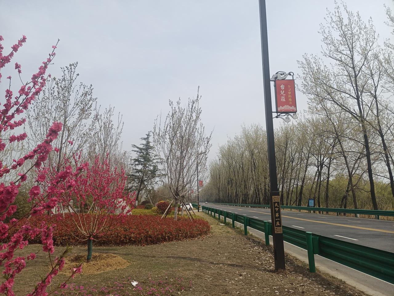 京杭大运河（台儿庄）北岸路又有“花开”！花谢花又开，时时美景来。（图片来源：老山
