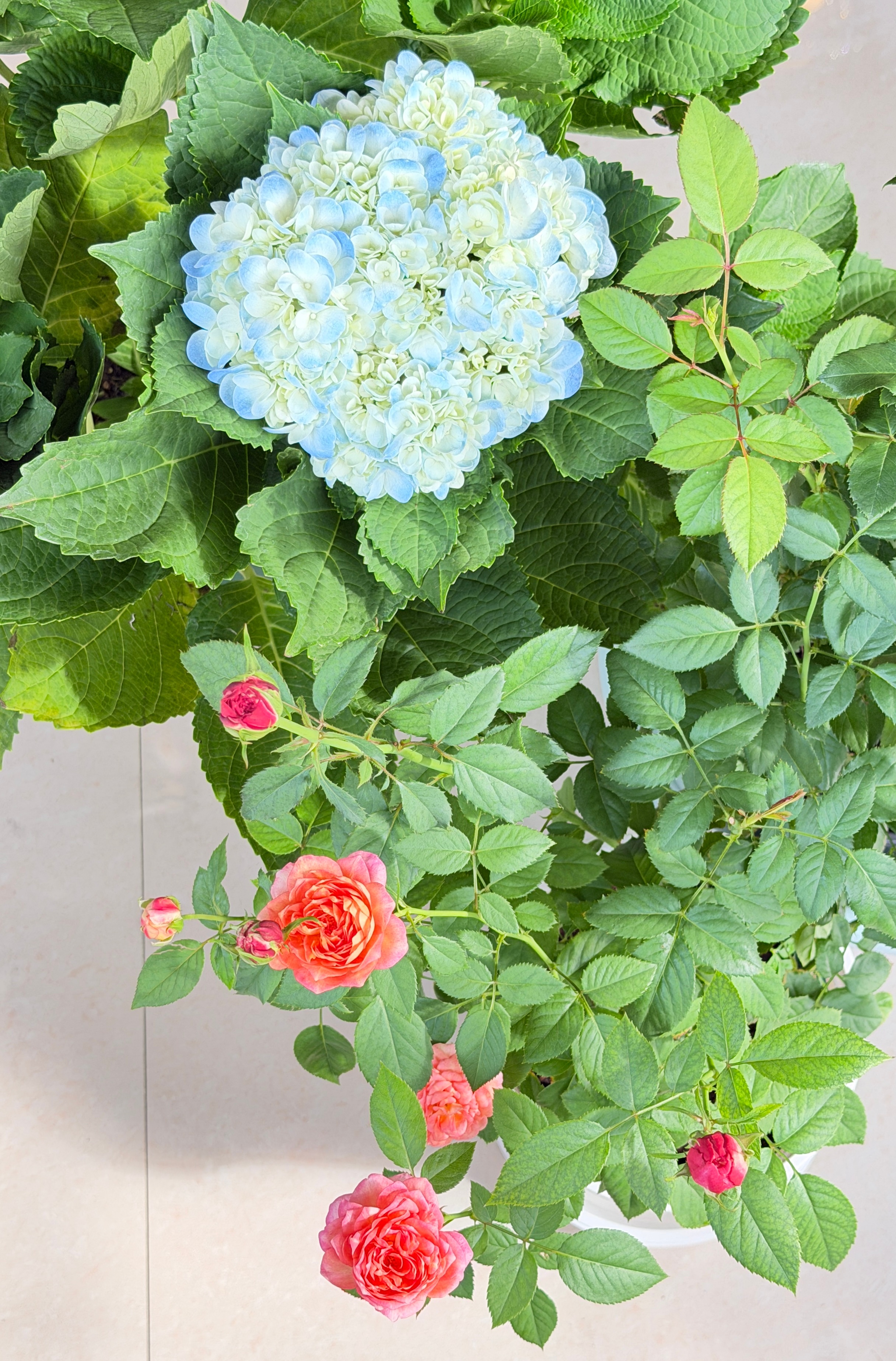 入秋之后各种花花🌸又开始发力了