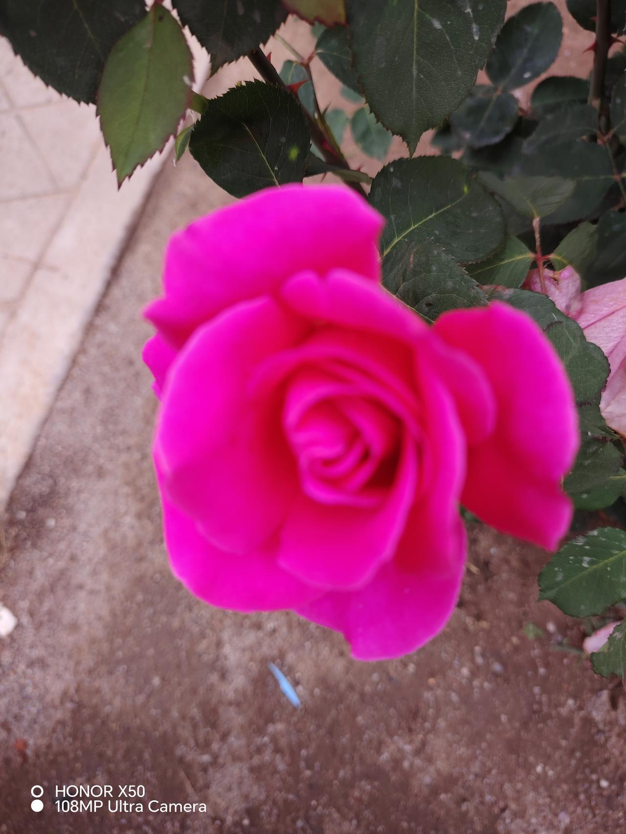 晒图笔记大赛 粉嫩玫瑰绽放，春日气息扑面而来！🌹🌸