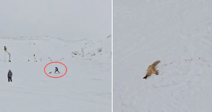 新疆阿勒泰咬人狐狸被滑雪场打死？知情人提供现场视频，林草部门已介入核查，该狐狸为赤狐属二级国保