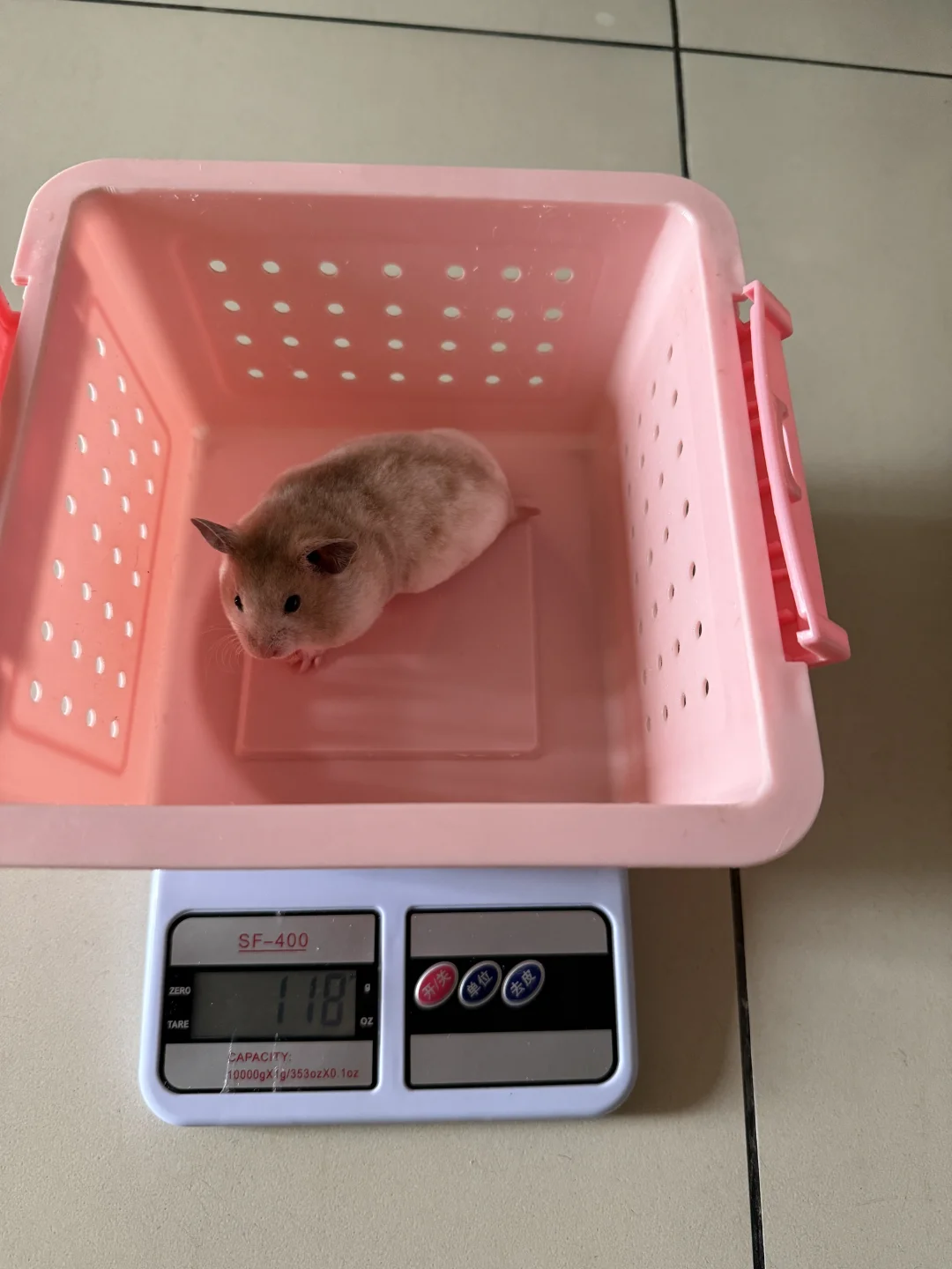 刚满月的小仓鼠就这个体重，这含金量谁懂