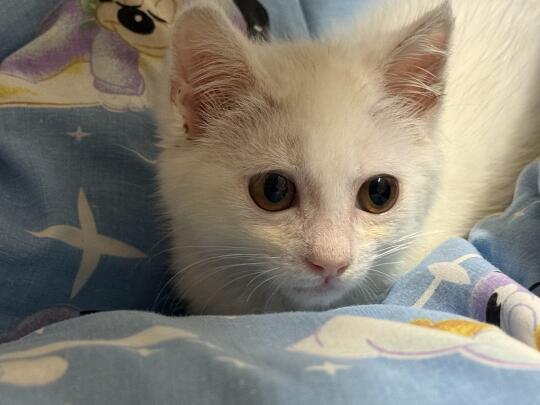 到底怎样找领养才有热度