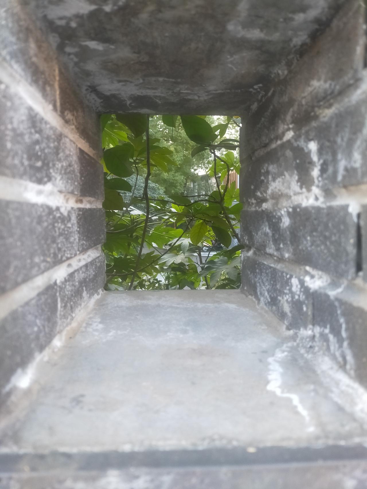 从这青砖老墙的方洞望出去，满眼都是夏天的绿。
阳光穿过层层叠叠的叶子，晃得人眼睛