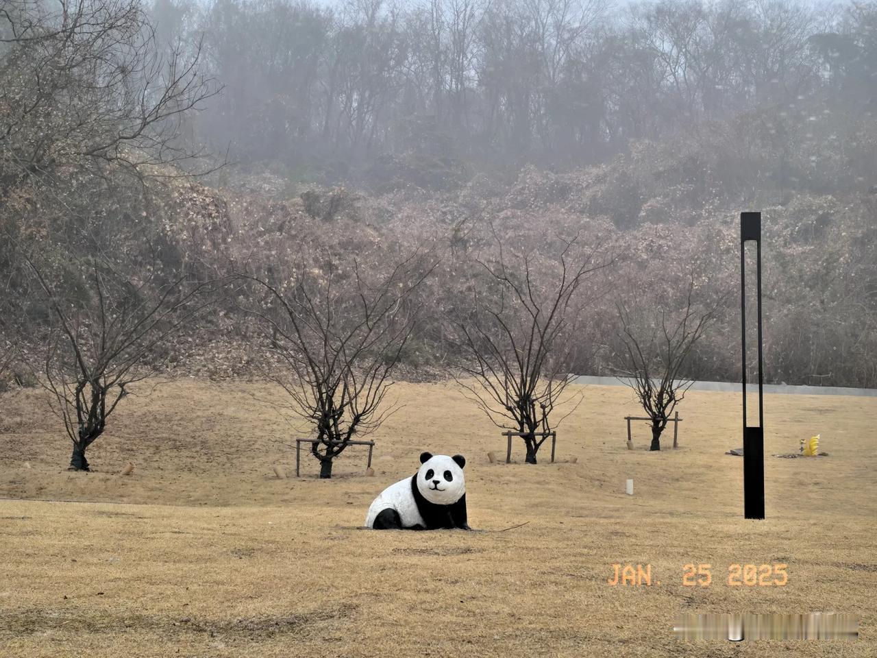 分享一张最近随手拍的照片孤独的熊猫。随手拍的绿植 宝哥摄记 摄以记之