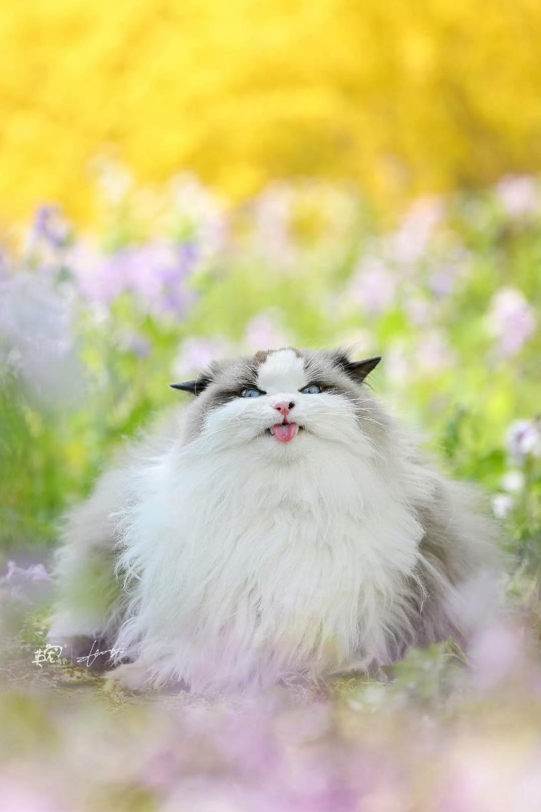 小猫咪的春天🤩