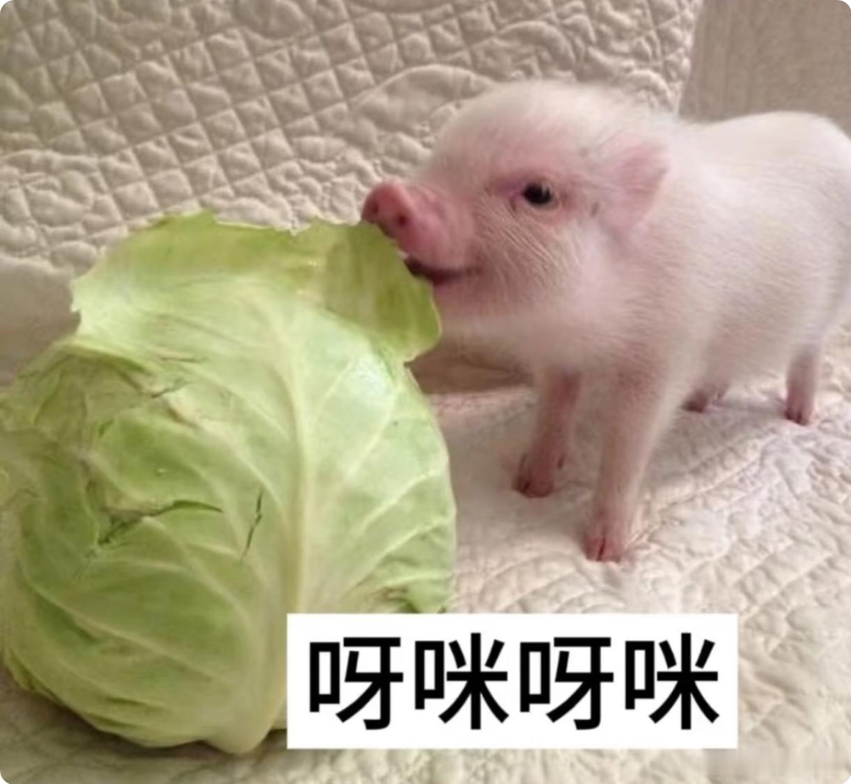 安信妈测gct专用 哈咯哈咯 