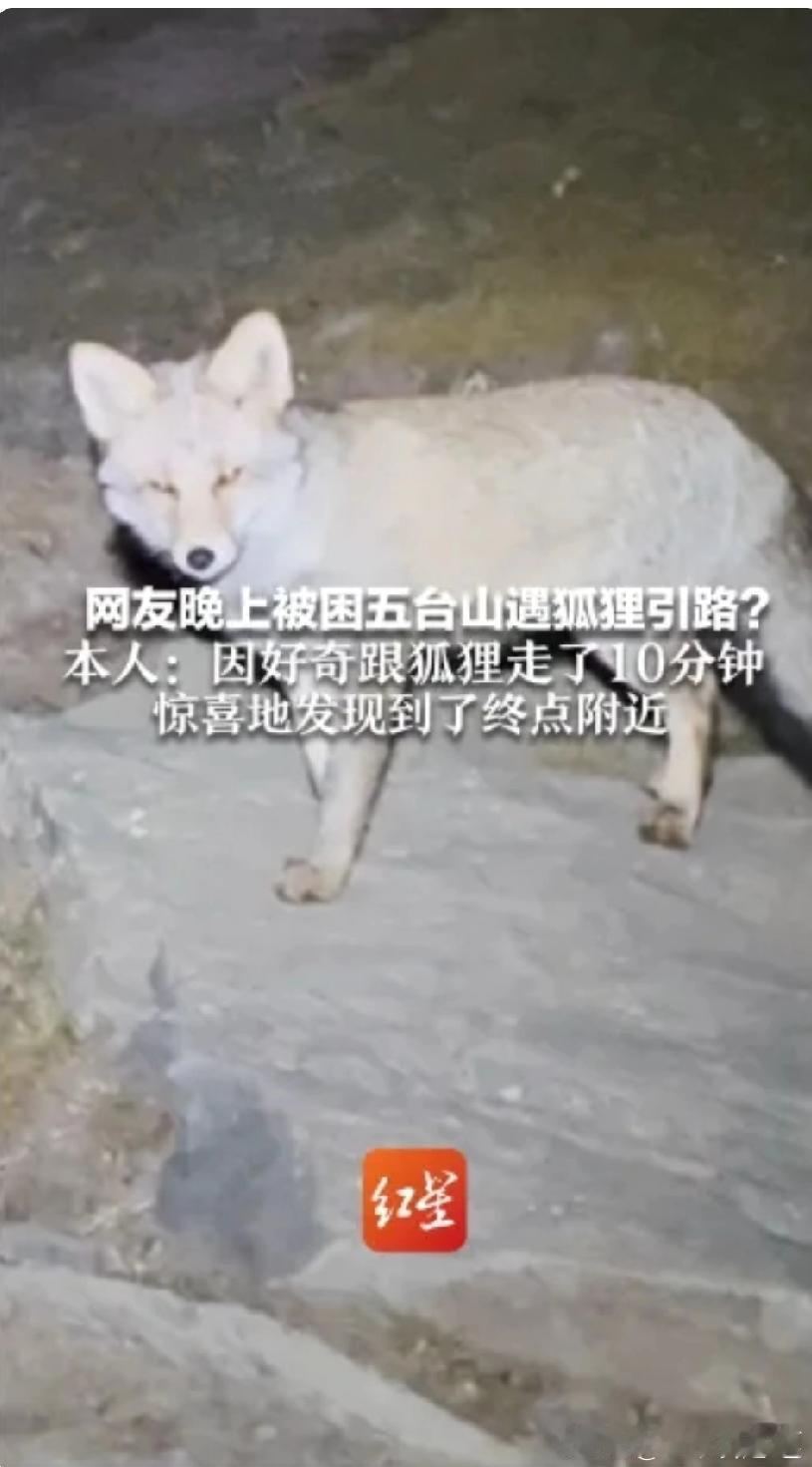 网友称夜晚被困五台山遇狐狸引路，
“因好奇跟着走了10分钟，还真到了终点附近”！