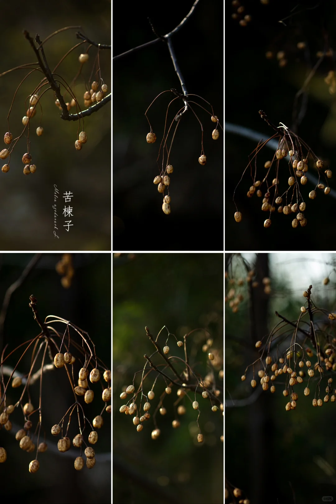 落尽繁花，只剩下果实与回忆|苦楝子