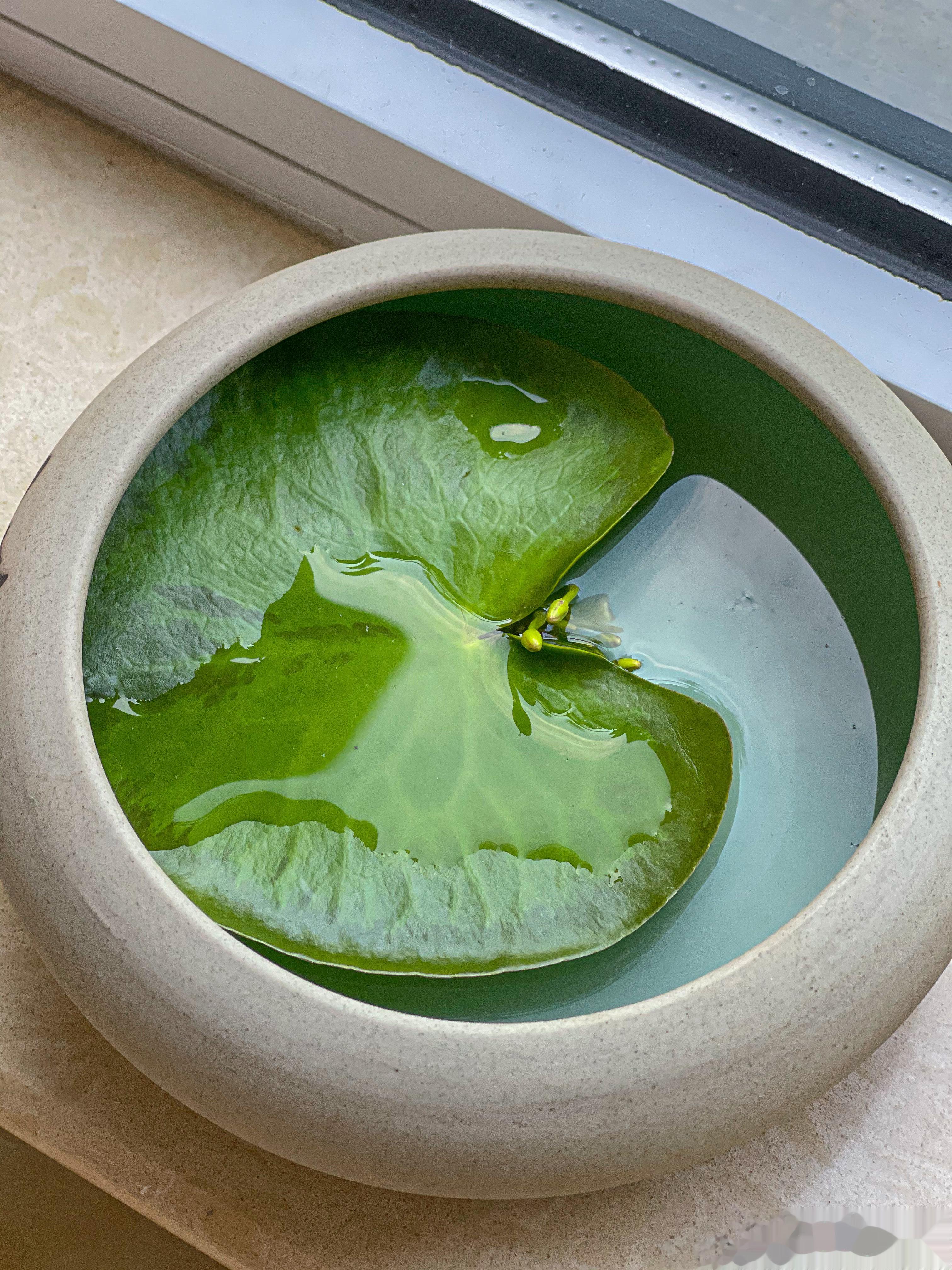 [微风]给乔乔买了一盆小荷花[微风]咖啡群姐妹推荐的预浸泡参数，我也是来试试，油