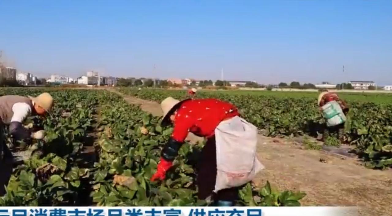 晴朗的田垄间，农户们弯腰穿梭在翠绿菜畦里采收新鲜蔬菜，指尖的忙碌勾勒出田间丰收的