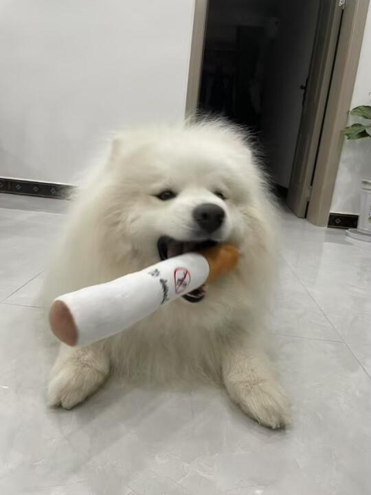 宝的烟嗓终于找到原因了
