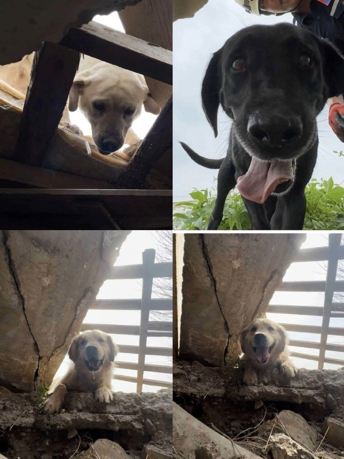 发现幸存者时搜救犬的眼神 ​​​