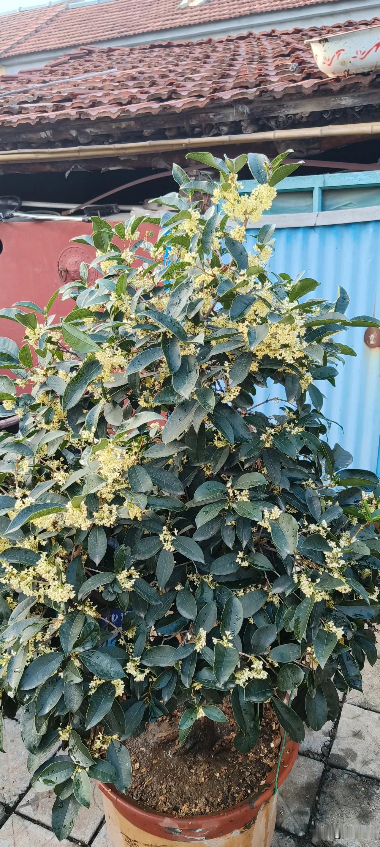 
我们家的桂花终于在前天开花了。虽然是四季桂，但是今年也是一夏天没有花。
今天十