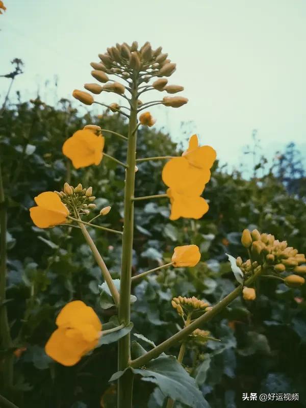 春日生活打卡季花开的季节，春天来了，到处都是一片生机勃勃，桃树李子树也开花了，鸟