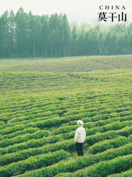 🍃疗愈“城市病”｜我遁入了竹林、农场和茶田🎋