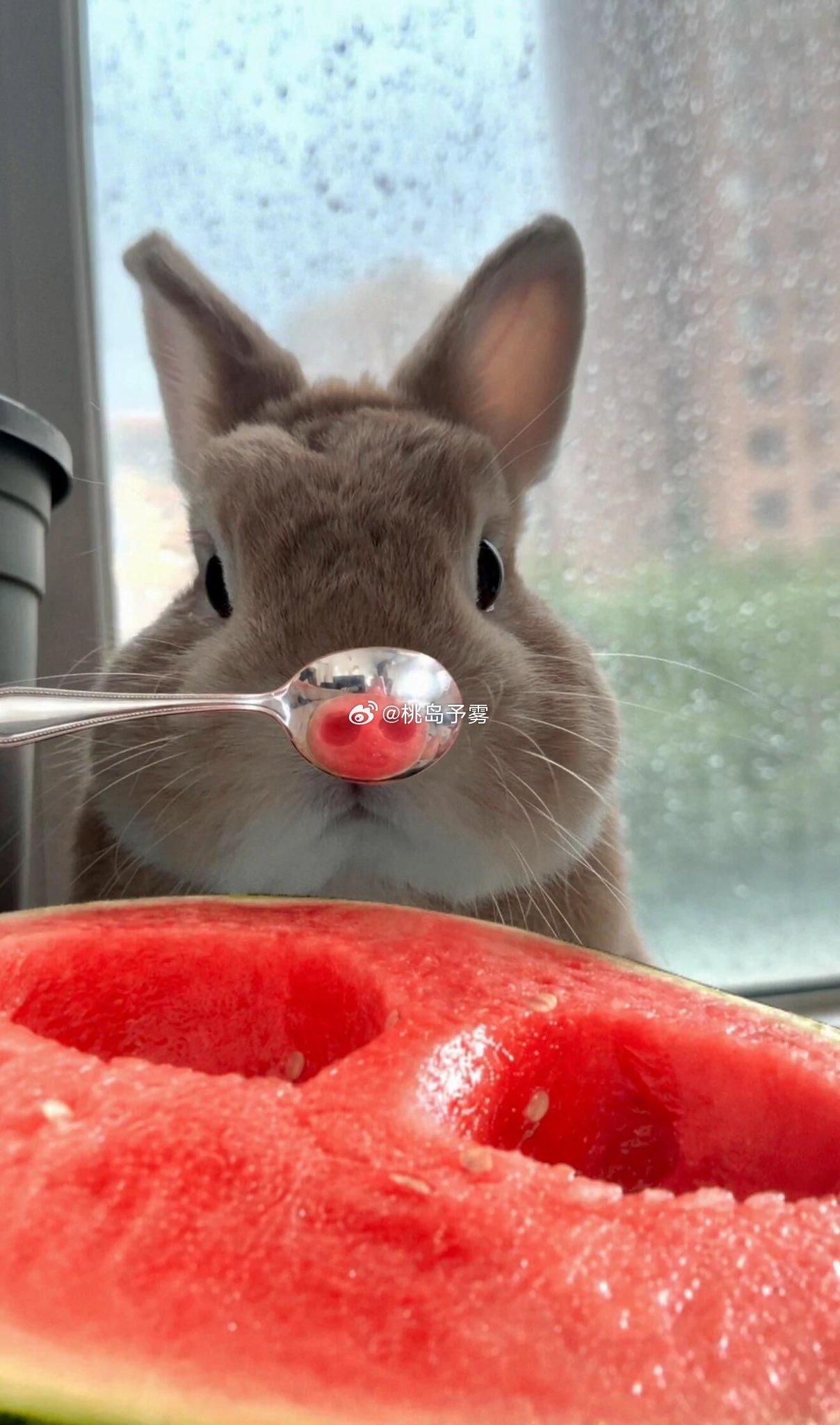 小程秀：是兔兔，不是居居！🐽 