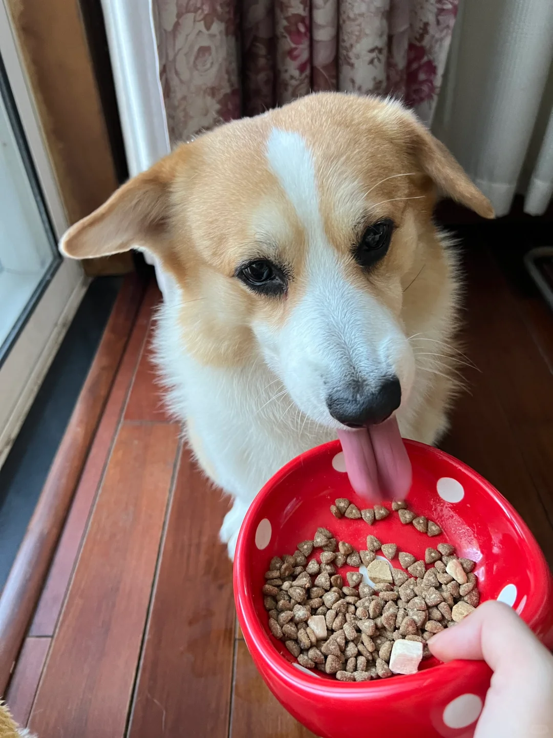 好吃到耳朵都要立起来了