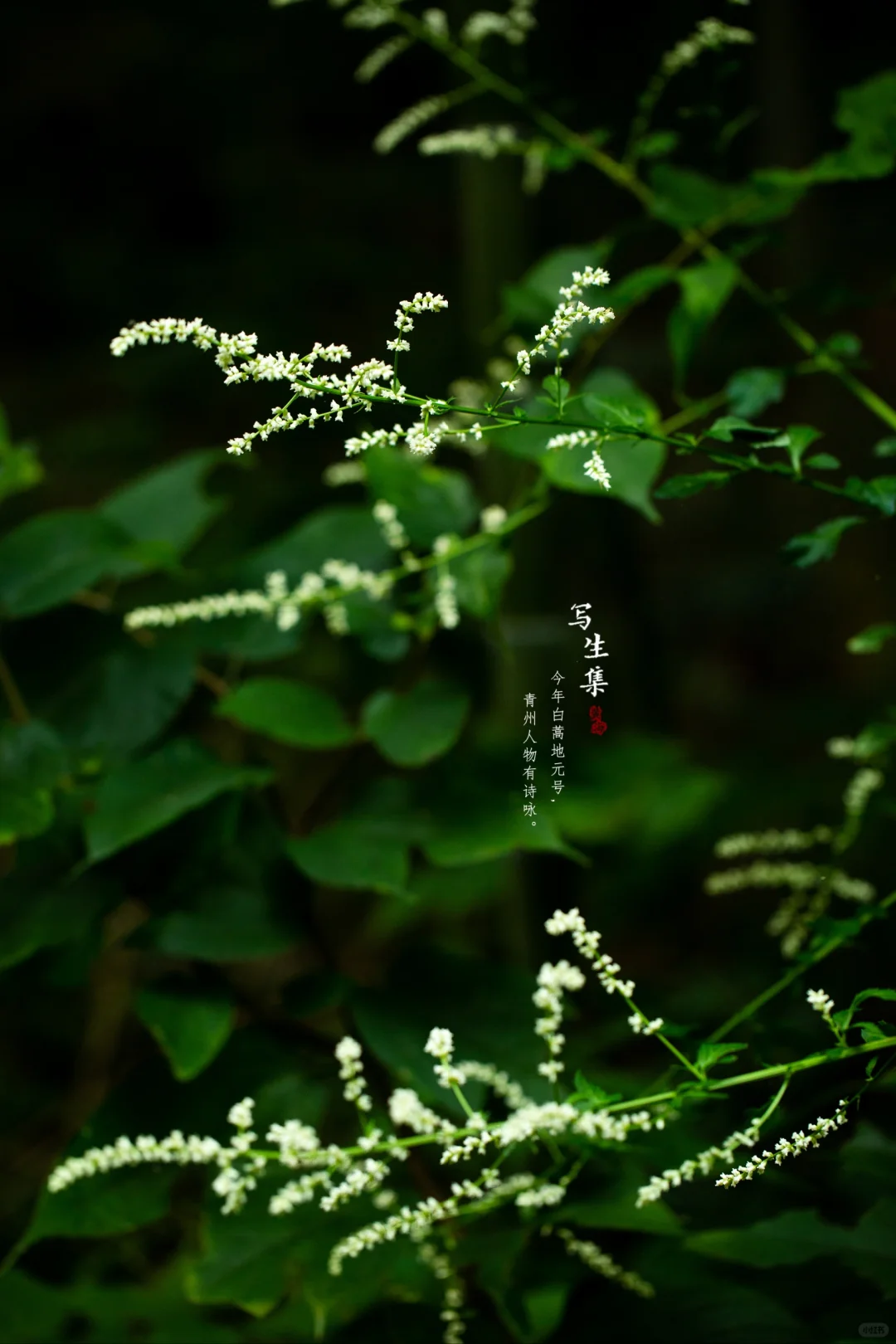 白苞蒿