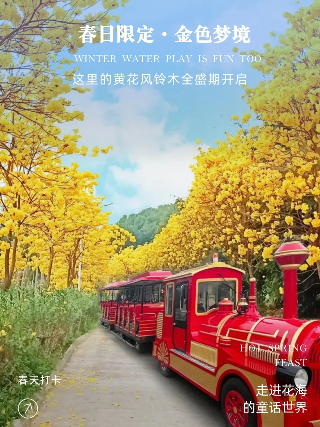 广东的春天｜赴一场黄花风铃木的金色花事