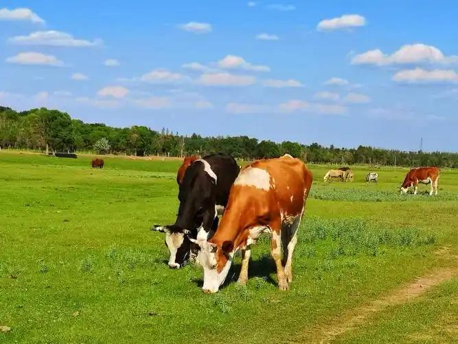 老牛的“营养学”，把人间的有关专家学者都打败啦！
———————————
在网上