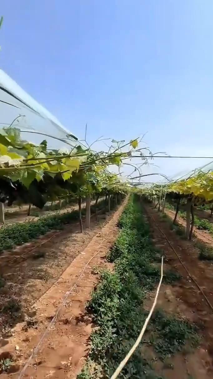 女子拿着小木棍打葡萄藤，原来是在打枝。
4月16日江西。网友：我能玩一天。