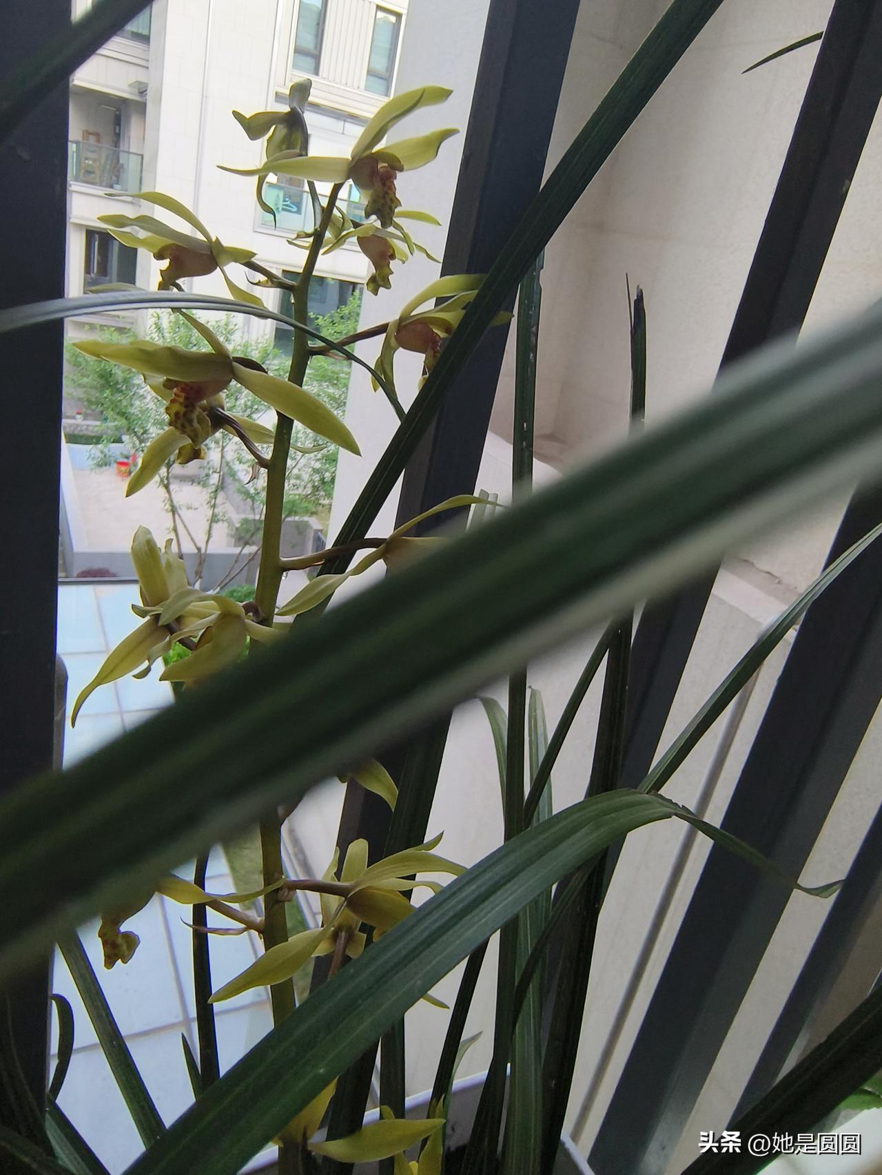 分享我这周有趣的事：从老家陕西柞水移植到重庆的兰花开了，花儿跟我一样，在他乡活了