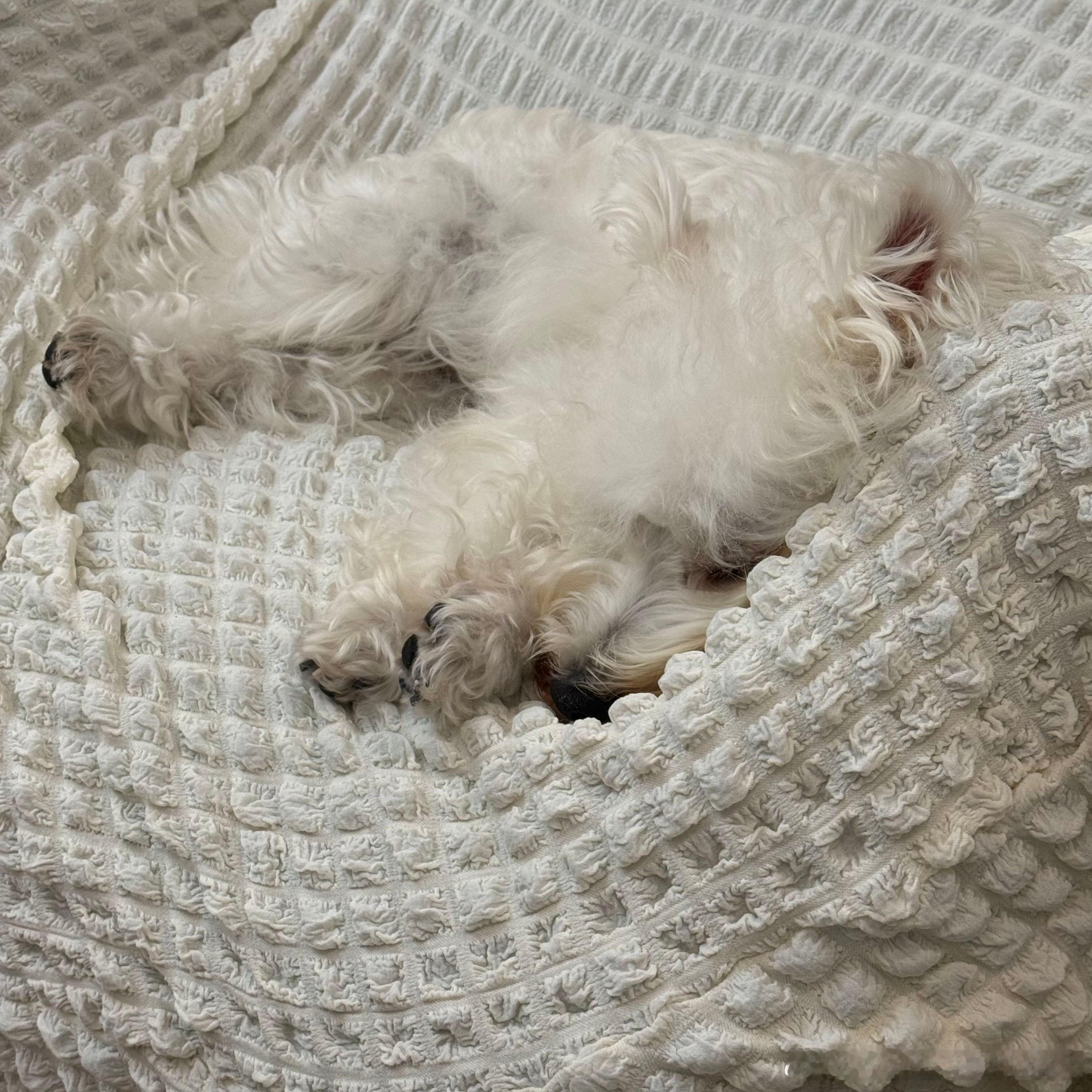 不呆可爱小呆睡觉觉😴 