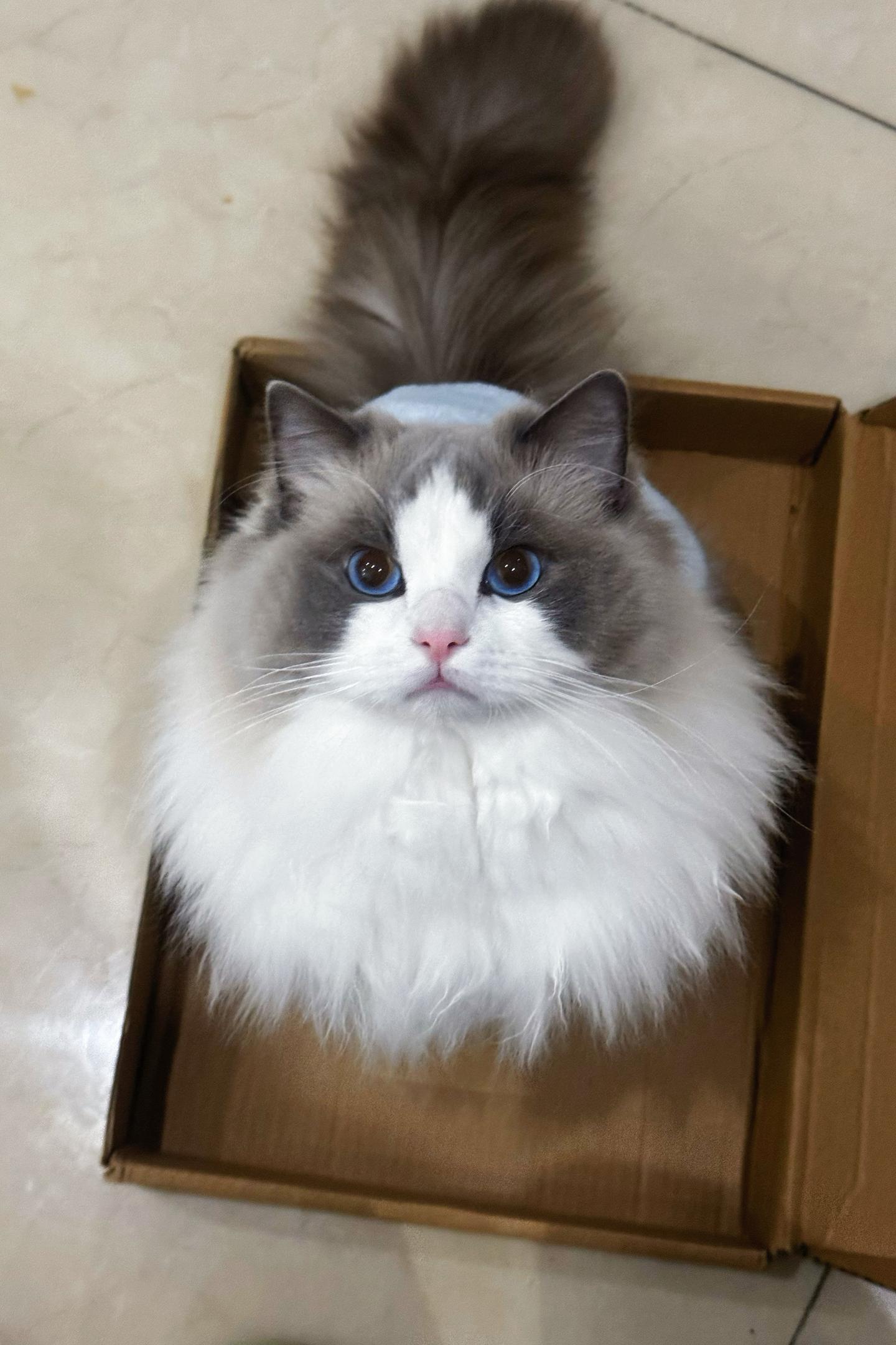 美国男孩立正了。