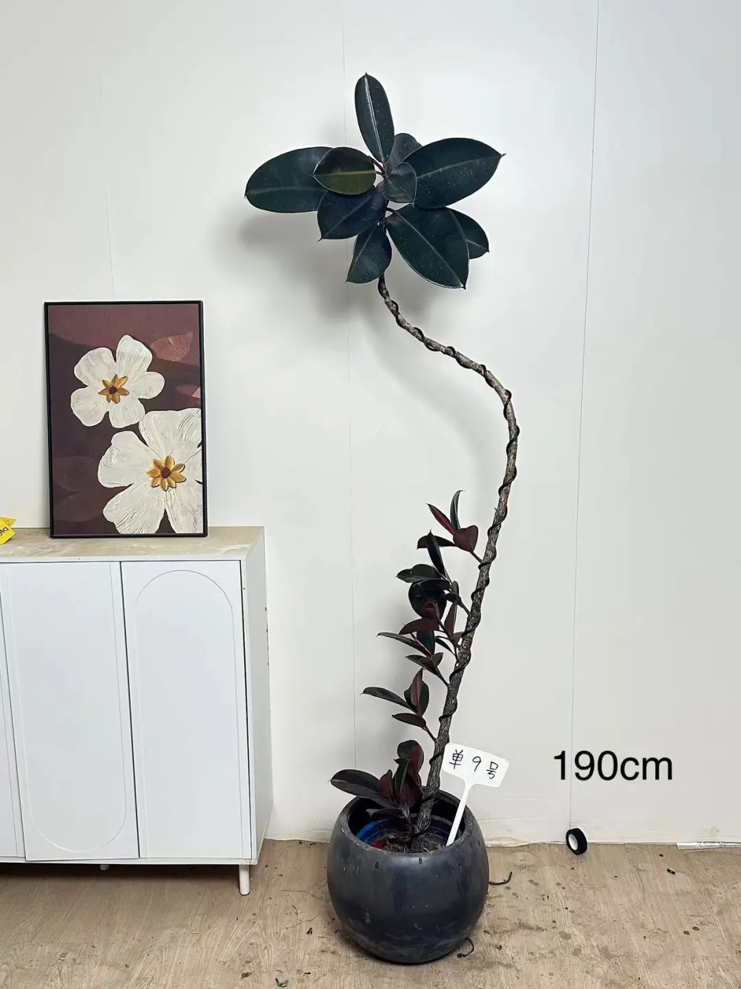 黑金刚橡皮树 懒人绿植的首选 耐旱耐寒植物