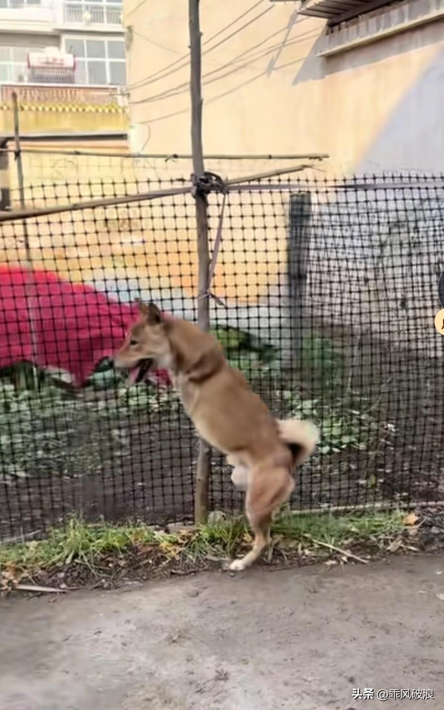 当二腿田园犬叫回村时，凭着坚强的意志和主人精心的照料，狗狗也会和同村狗狗一起的玩