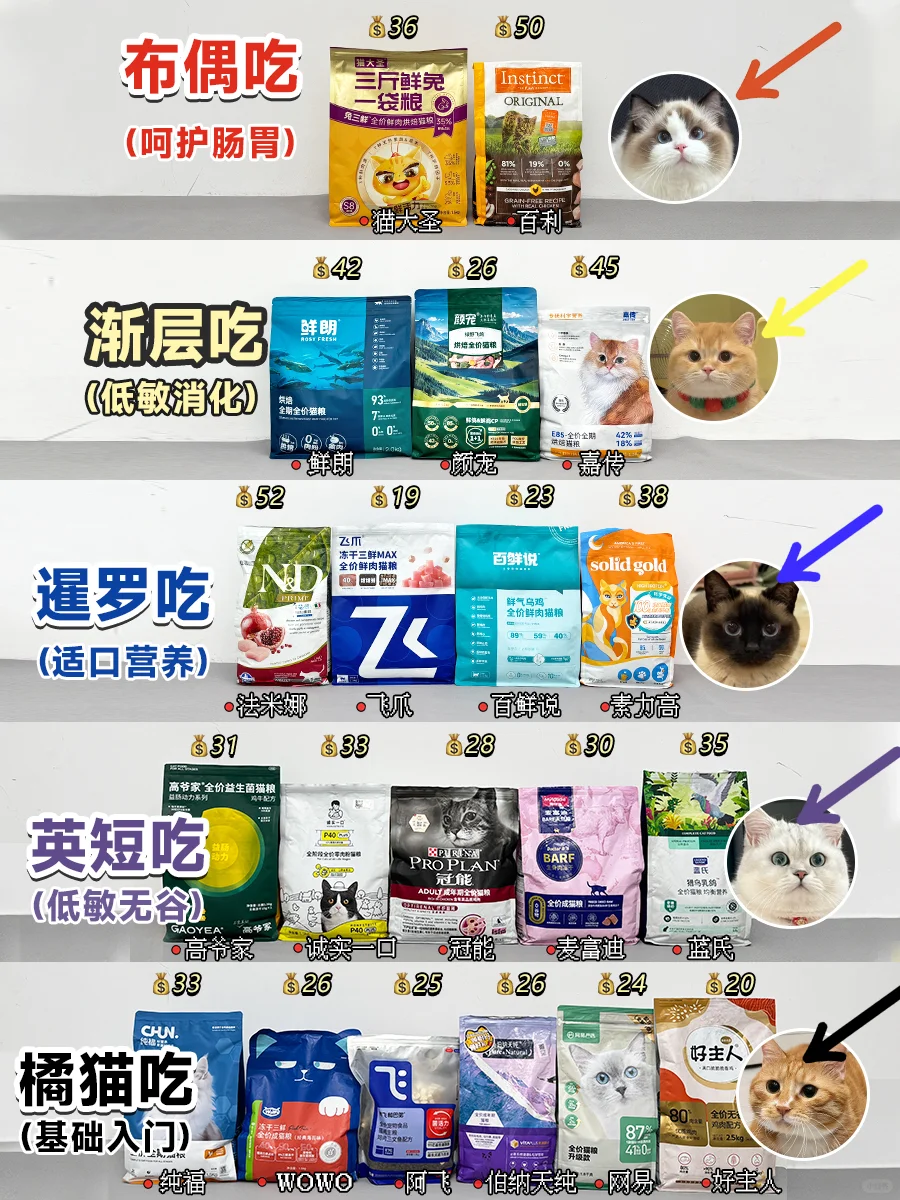 新手拒绝跟风！不同品种猫该怎么选猫粮？