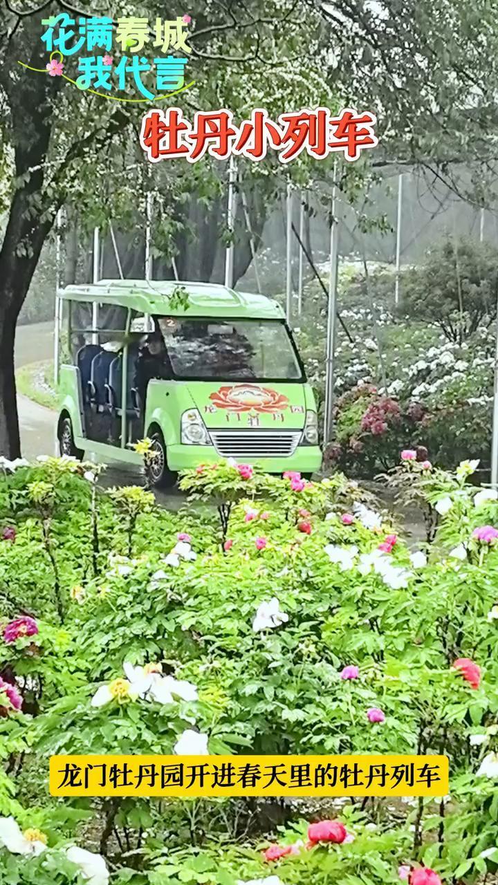 花满春城我代言牡丹小列车。
龙门牡丹园开进春天里的牡丹列车。