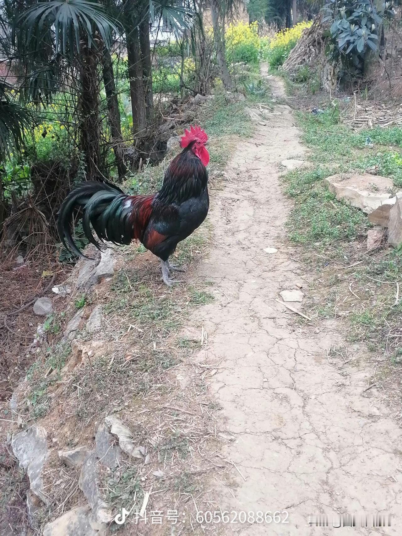 这种正宗的土鸡，卖35一斤贵吗？
这才是真正的农家土鸡，可不是菜市场里几十天出栏