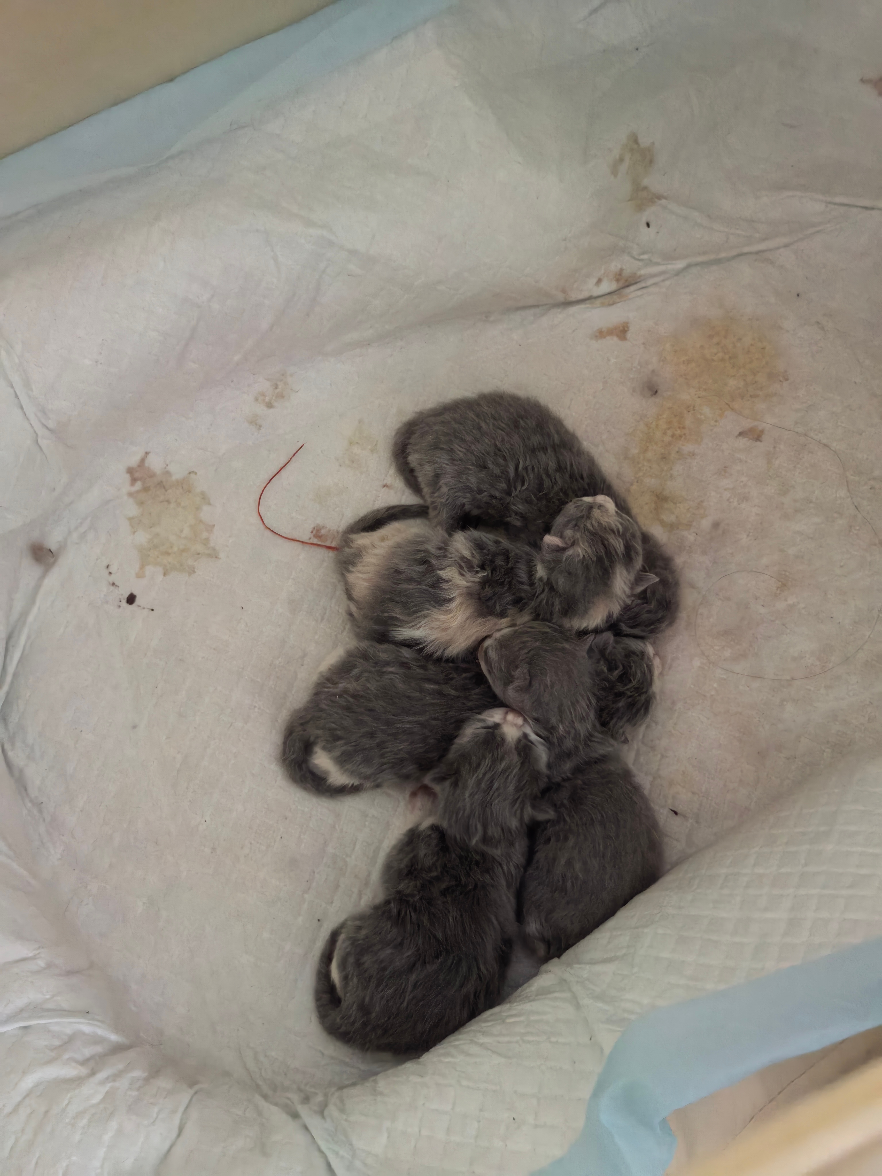 亲眼见到了，也太乖了，刚出生一天 