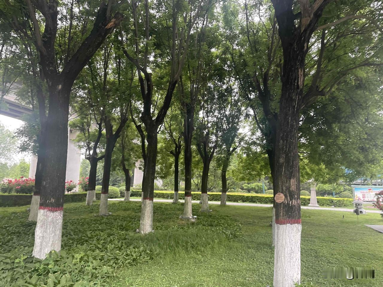 【七律•槐荫柳绿】
槐荫柳绿送春归，夏至来临苦楝催。
草色缠绵涂陌野，湖光潋滟闪