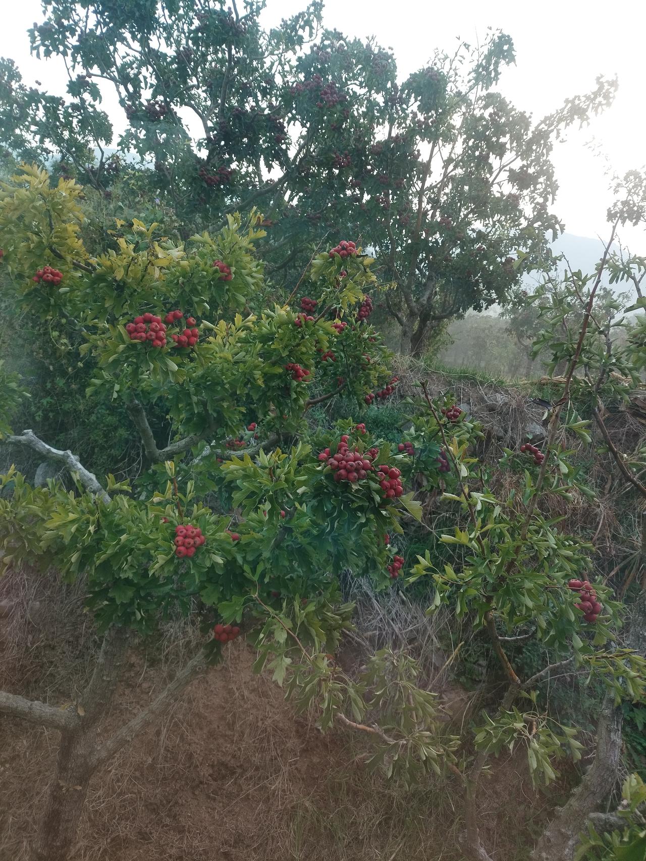 旅游到了河北地界，满山的山楂树真漂亮。

真想摘几颗吃尝一尝味道。

看着那大山