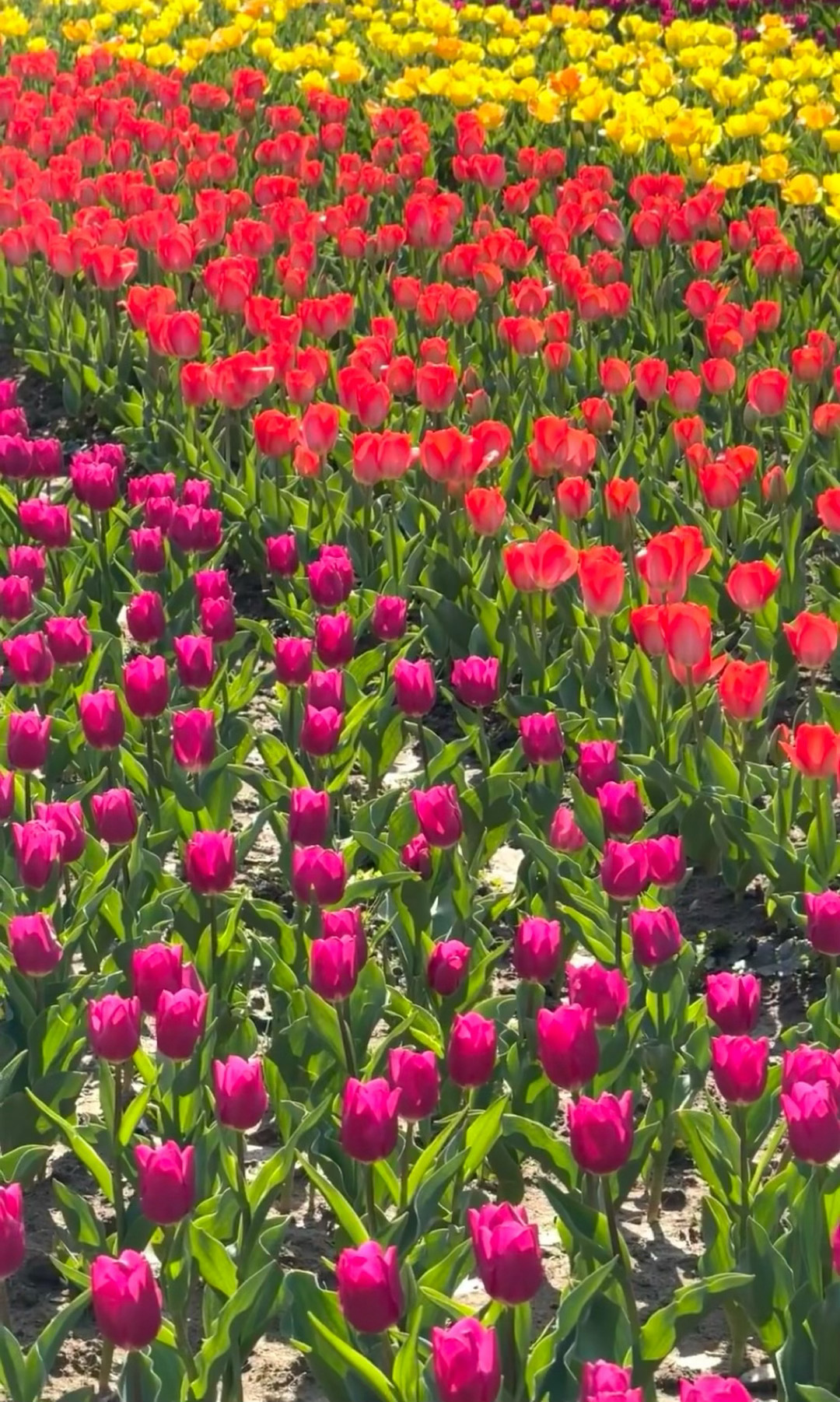 上方山公园的郁金香🌷，好好看啊！ 