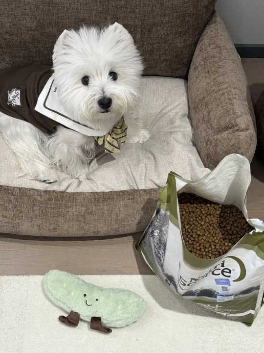 小狗开学🎓带饭第一天吃什么