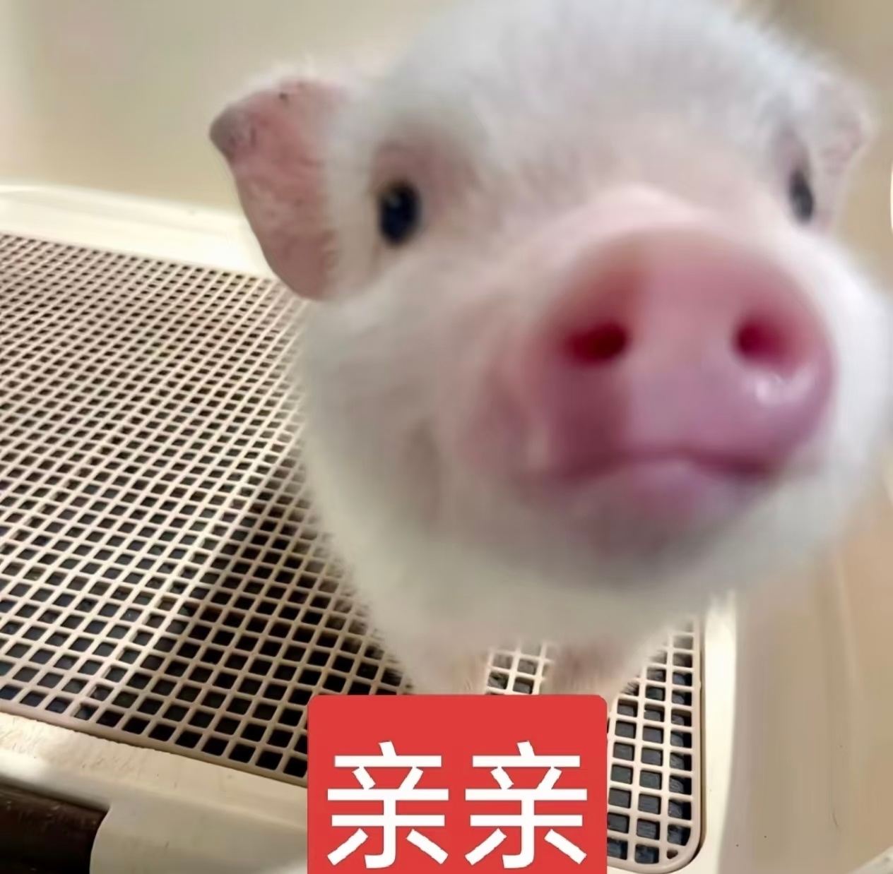 完全天神 