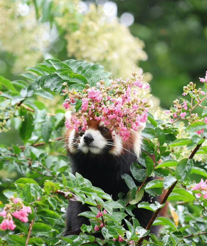 戴上花冠的小熊猫[憧憬] 