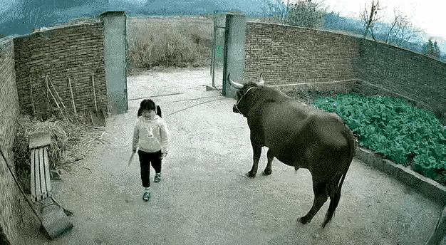 一个小女孩正在院子里玩耍，突然，一头重达400斤的大野猪从门外猛地冲了进来，直直