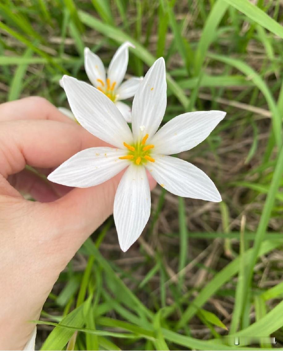 好一朵美丽的花，没事就喜欢和朋友一起去摘花，