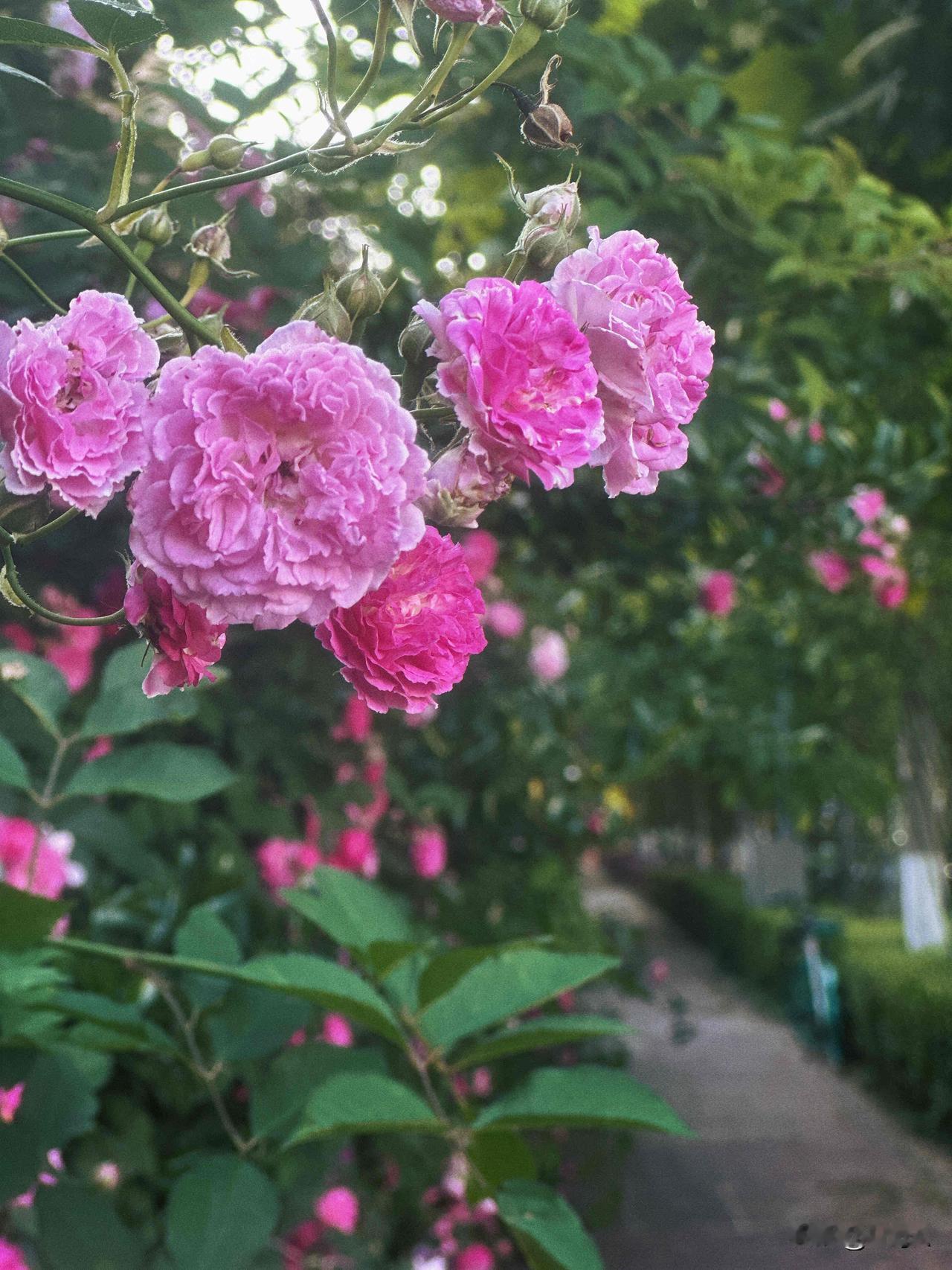立夏 ｜ 蔷薇🌸是春天一场盛大的谢幕🍃

路过小学，发现旁边的蔷薇花墙，原先
