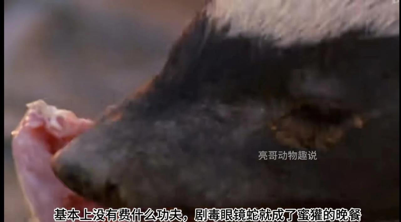 平头哥蜜罐确实厉害
它吃眼镜蛇就像嚼辣条一样
看得非常解压！
真是为民除害啊，消