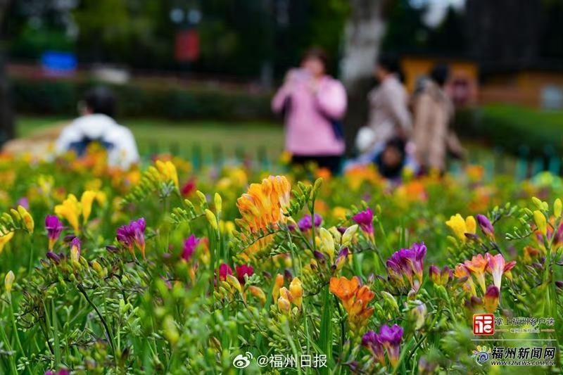 【福州小苍兰花田将进入盛花期】

在鼓山大桥下的福州花海公园，一片近5000平方
