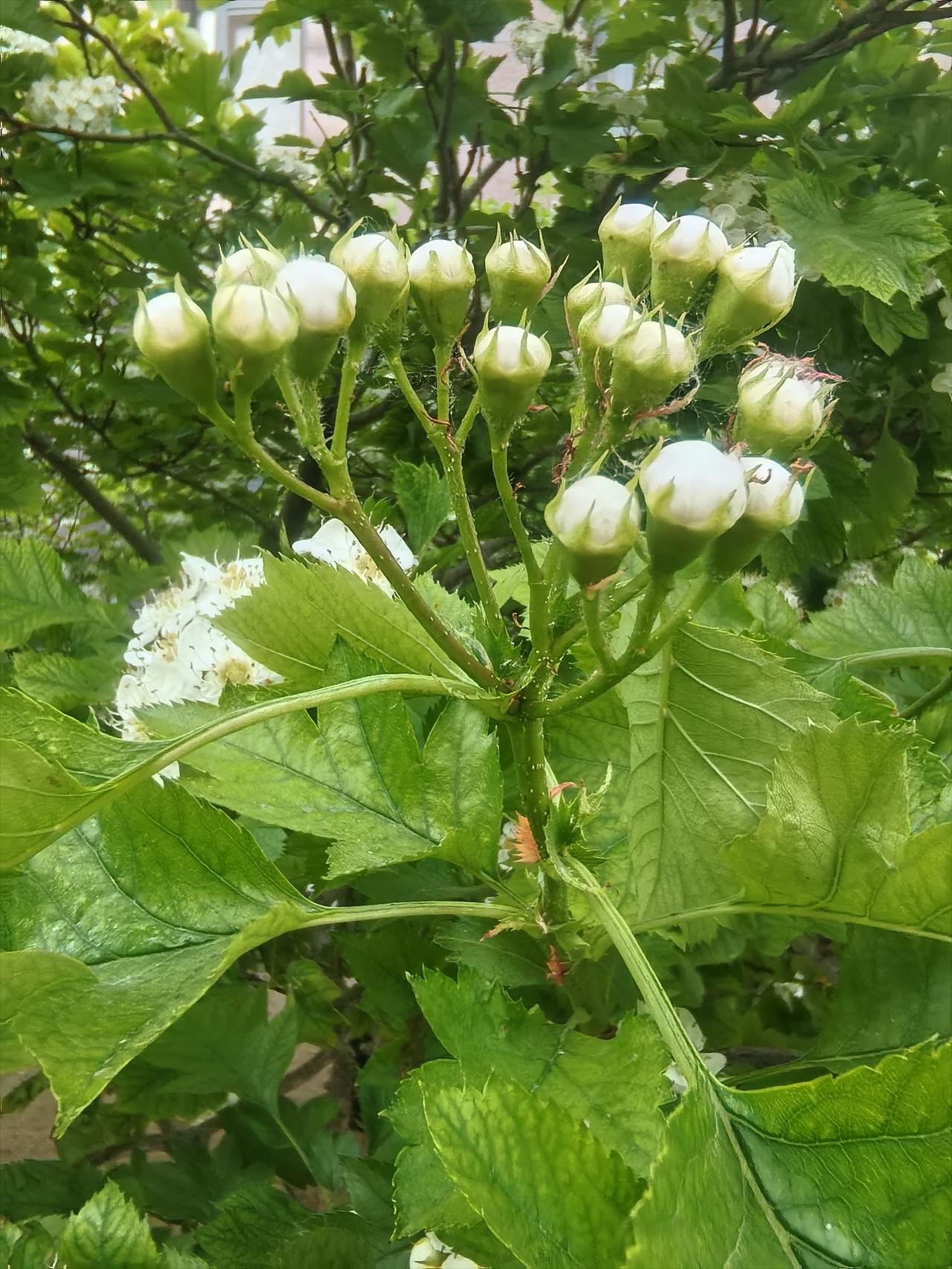 发一张你相册最近拍的花微距拍摄山楂花